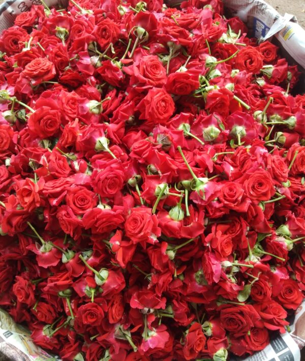 Fresh Mirabel