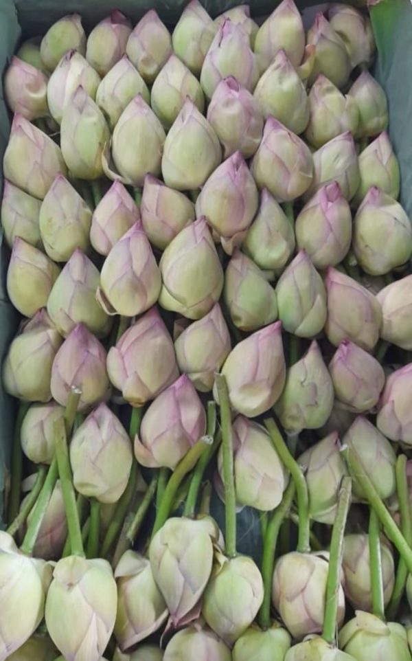 Fresh Lotus